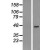 Western Blot: AADACL2 Lysate [NBL1-07163] - Western Blot experiments. 
Left-Control; Right -Over-expression Lysate for AADACL2